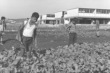 1963-10-01تدريب عملي في الزراعة في المدرسة الابتدائية في القرية العربية باقة الغربية في المثلث الصغير.